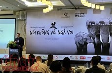 Vietnam lanza campaña de concienciación contra comercio de colmillos de elefantes 