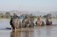 Deterioro de hábitat pone en jaque a elefantes en provincia vietnamita de Dak Lak