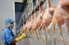 Exportarán primer lote de pollo vietnamita a Japón