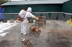 Vietnam fomenta medidas preventivas contra gripe aviar