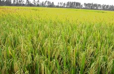 Localidad vietnamita y empresa australiana cooperan en exportaciones de arroz