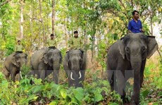 Establecen reserva de elefantes en provincia vietnamita