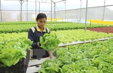 Provincia de Quang Nam continúa el desarrollo de nueva ruralidad