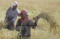 Myanmar venderá 300 mil toneladas de arroz a Bangladesh