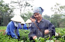 Vietnam aumenta exportaciones de té
