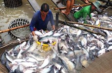 Reportan fuerte baja de exportaciones de pescado Tra vietnamita a Estados Unidos