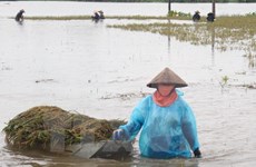 Vietnam se esfuerza en labores de prevención y mitigación de afectaciones de desastres naturales