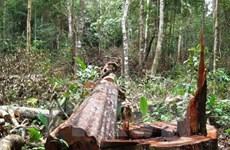 Vietnam impulsa protección forestal con cambio de objetivos de uso 