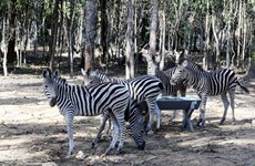 Provincia sudvietnamita de Dong Nai lanzará safari de vida silvestre