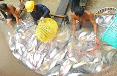 Efectúan en Vietnam concurso gastronómico de pescado Tra