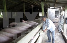 Empresa vietnamita busca penetrar en mercado sudcoreano de carne porcina