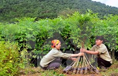Vietnam prevé ingresar fondo multimillonario por exportaciones de productos silvícolas 