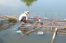 Vietnam impulsa aplicación de tecnologías modernas en la cría de animales acuáticos  