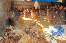 Detectan en Camboya nuevo brote de gripe aviar H5N1