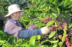 Inauguran primera edición de “Día de Café de Vietnam” 