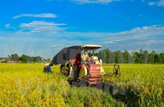Impulsan aplicación de tecnologías avanzadas en producción agrícola en Vietnam