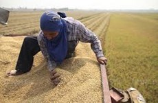 Agricultores tailandeses reducirán áreas de cultivo de arroz