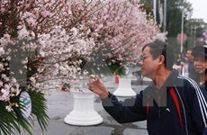 Celebrarán en Hanoi Festival de Flores de Cerezo