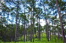 UE concede 3,3 millones de dólares a Camboya para protección forestal