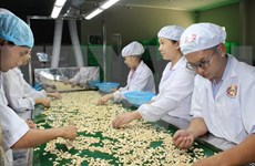Vietnam ingresa en 2017 fondo multimillonario por exportaciones de anacardo 