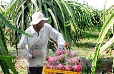 Valor de exportaciones vietnamitas de frutas y verduras alcanza nuevo récord 