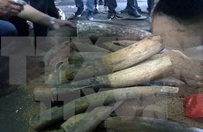 Detectan en Hanoi caso de transporte ilegal de marfil