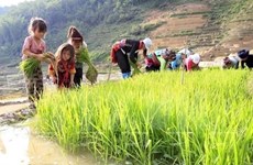  Vietnam aplica severas penas a empleadores de trabajadores infantiles