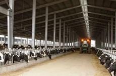 Granjas de TH True Milk en Rusia reciben primer rebaño de vacas estadounidenses