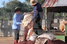 Empresas vietnamitas realizan inversiones millonarias en Laos y Camboya