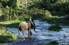 Dak Lak refuerza preservación de elefantes
