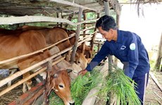 Impulsan la producción en zonas pobres en Vietnam