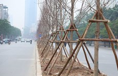 Hanoi planta árboles de arce