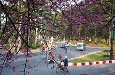 Festival de flor de cerezo embellecerá ciudad altiplánica vietnamita