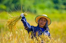 China se compromete a impulsar importación de caucho y arroz de Tailandia  