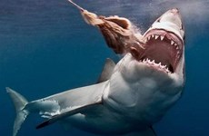   Embajada vietnamita en Chile informa sobre suceso referente a aletas de tiburón 