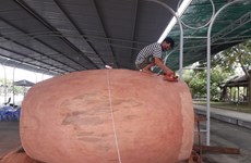Reconocen a tambor de madera de Dong Thap como el más grande de su tipo en Vietnam