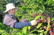 Vietnam e Indonesia fomentan cooperación en sector de café 