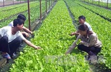 Vietnam por promover uso eficiente de fertilizantes orgánicos