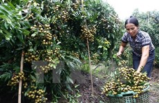 Hanoi y Hung Yen cooperan en suministro de productos agrícolas de calidad