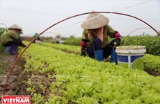 Vegetales de Nhat Viet conquistan el corazón del consumidor