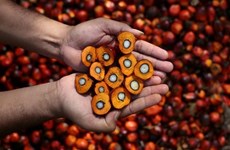 Indonesia: Tendencia creciente de exportación de aceite de palma crudo 