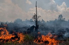 Indonesia declara emergencia tras incendio forestal