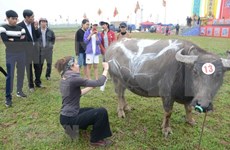 Celebran en Vietnam competencia de pinturas sobre búfalos