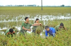Aumentan calidad de vida de pobladores en zonas rurales en provincia norvietnamita