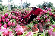  Provincia vietnamita amplía superficie de cultivo de pitahaya