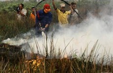 Trabajan por recuperar 140 mil hectáreas de turbera en provincia de Indonesia 