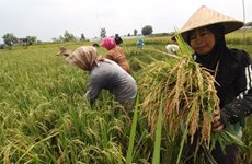 Indonesia busca fortalacer lucha contra la pobreza