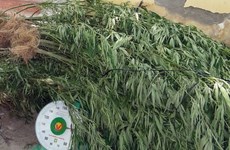 Más de siete mil plantas de marihuana desarraigadas en provincia vietnamita