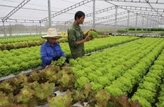 Introducen tecnologías de cultivo de verduras limpias de Vietnam en Singapur