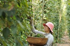 Distrito isleño de Phu Quoc apunta a mil 200 toneladas de pimienta en 2018